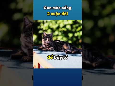 Con mèo sống 2 cuộc đời