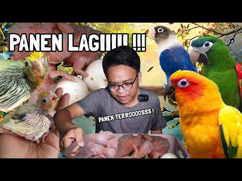 MAKIN BANYAK ANAKAN BURUNG YANG PANEN ⁉️ HATI-HATI KALAU KASIH MAKAN