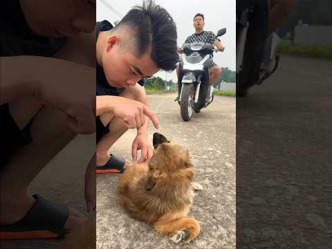 Help me, save my dog 😓 #dog #dogvideo #lovedog #trendingshorts