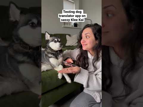 Testing Dog Translator App On SASSY Mini Husky ๐