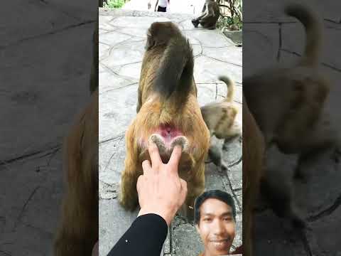 mirip apa#funny #monkey #reels #fun #video #youtube #ytshorts