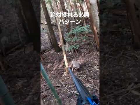 鹿を撃つ裏ワザ　めっちゃ成功‼️ 美味しそうなやつを選んで撃った(笑)#猟犬 #ジビエ #紀州犬 #熊野犬#鹿#猪