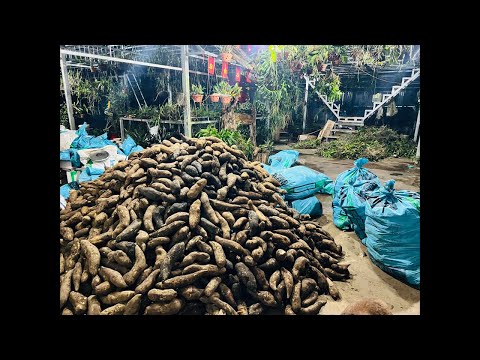 13/10 SÂM ĐẤT LAI CHÂU 0869899172