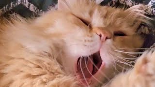 Ленивый Пикселюша проспал пока Настюня бегала на шабашку 🌞💪😻❤️😽🐈🐈🐈🐈🐈