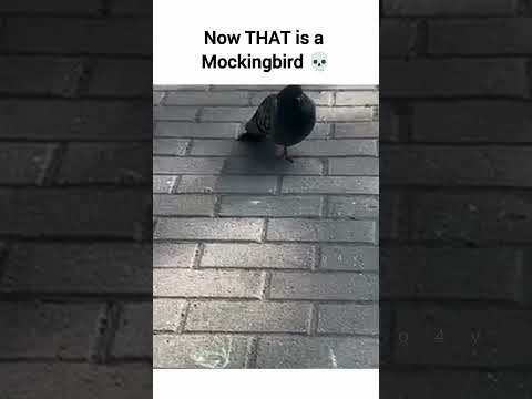 #cat #kittens #dogs #pets #funny #funnyanimals #funnycats #cute #memes #petlovers #trending #fypシ