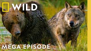 Nature's Savage Battles of Survival | Animal Fight Night MEGA Episode | Nat Geo Animals