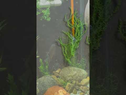 DIY cheap aquarium plants 