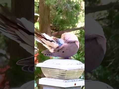 Dove’s daily grooming ritual, preening perfection 🕊️