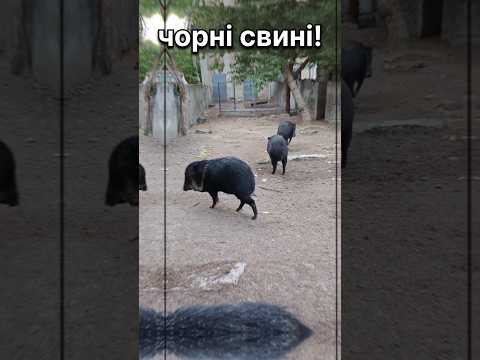 Чорні в'єтнамські свині, як символ! #свині #поросята #тварини #animals #funnyanimals #pig #свиня