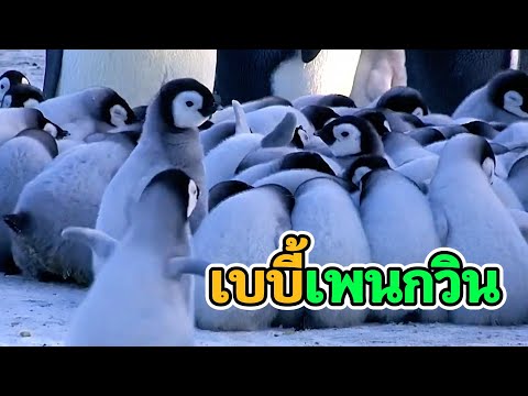 [สารคดี]เบบี้เพนกวิน Baby Penguin