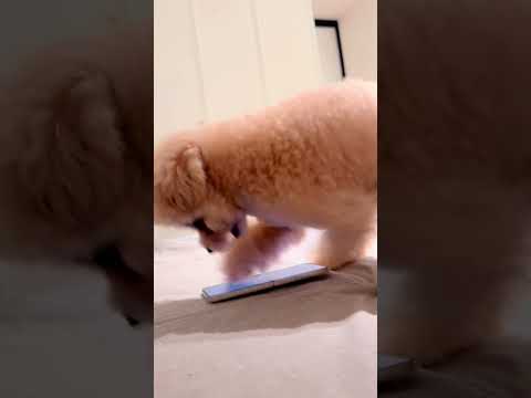 小狗:请和我恋爱!我回消息超快! #萌宠 #萌宠日常记录 #小狗🐶 #泰迪 #请和这样的我恋爱吧