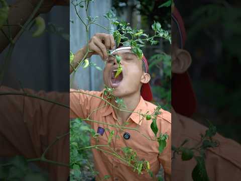 Adik makan cabe belum matang