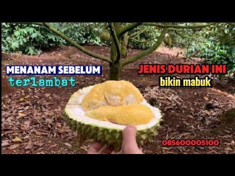 Durian Top One/ terbaik dan paling enak#blacktorn #mukbang