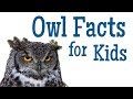 Understanding Owls: Behavior and Characteristics
