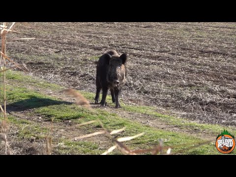 Domuz Avı İçin Püf Noktaları - wildboar hunting tactics