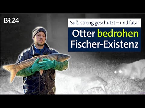 Fischotter gefährden Lebenstraum: Keine Zukunft für Fischwirt? | BR24 vor Ort