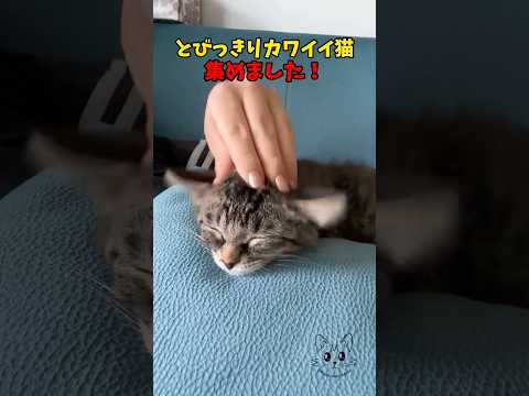 猫の動画サムネイル - とびっきりの可愛さを！ #猫 #cat #cats #cute