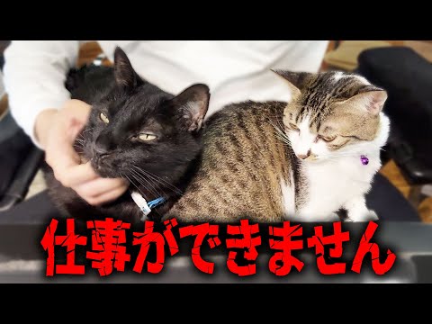 【保護猫】主の仕事中に膝の上でくつろぐ猫