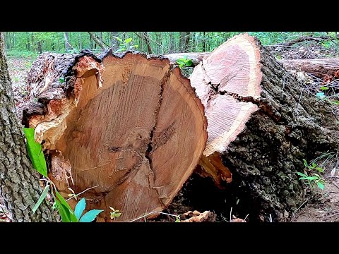 This Red Oak Was a MONSTER
