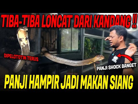 SERANGAN FATAL KING COBRA BESAR PENGHUNI KANDANG