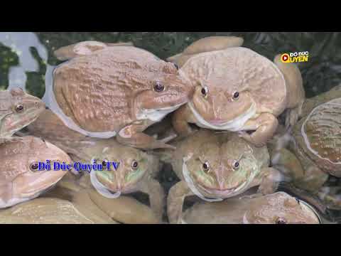 Tiếng ếch kêu ngoài đồng Frog Sound