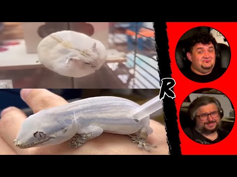 UNUSUAL MEMES COMPILATION V320 & V321 | RENEGADES REACT #memes #dankmemes