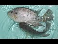 Pemijahan Ikan Nila