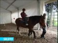 Riabilitazione equestre: gestione del cavallo