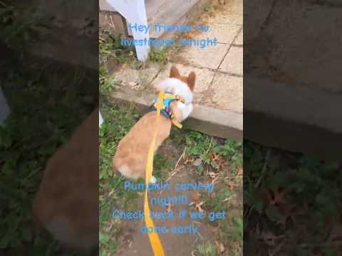 gonna carve pumpkins tonight! #corgi #doggielife #cutedog #puppy #pets