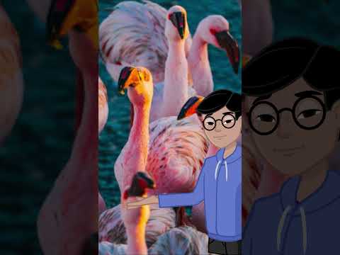 A Group of Flamingos Is Called a ‘Flamboyance’! 🦩✨