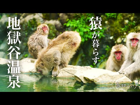 【ソロキャンプ】小雨降る朝、長野の蕎麦屋と猿の楽園