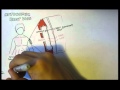 Exploring Temperature Regulation in the Human Body