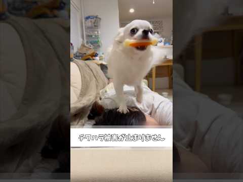 チワハラファンの皆さん、ご褒美の時間です#チワワ #犬のいる生活 #あるある