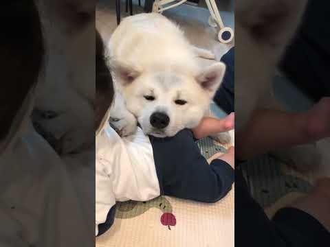 #akitainu 赤ちゃんと寝たい秋田犬