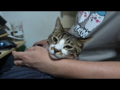 パパのお膝の上でくつろぐ猫ゴマちゃん☆動画鑑賞も楽しみます♪　【リキちゃんねる　猫動画】 キジトラ 猫のいる暮らし