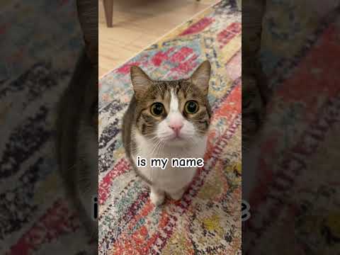 What is my name? #catshorts #catnames #catshorts