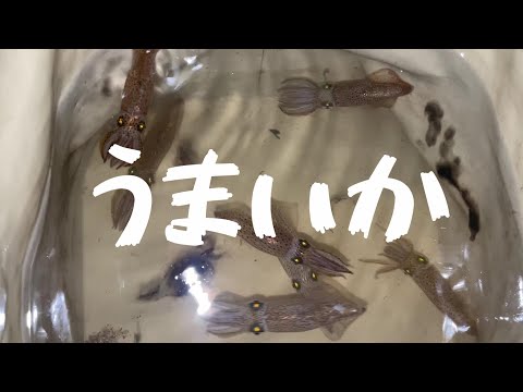エサなし 簡単仕掛けで楽しむベイカ釣り!@釣りに行こうか