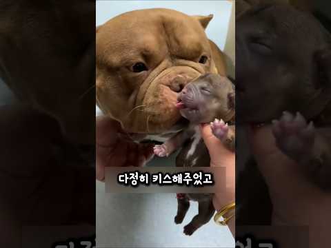 사나운 불독의 반전 매력