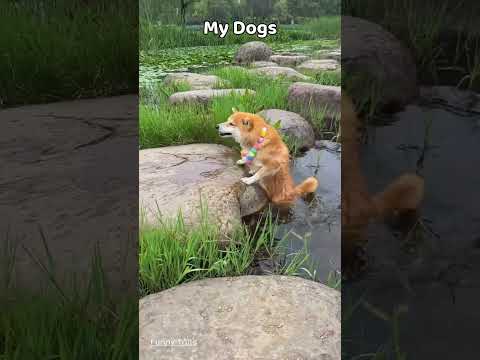 Normal Dogs vs. My Dog: The Struggle is Real! ๐ #FunnyTails #Shorts