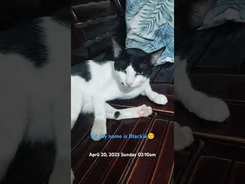 Cleaning up to attract #wealth🥰 and #Love ❤️ #afurrmation to welcome #abundance in our lives🪷