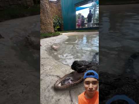 el cocodrilo más inusual del mundo #viral