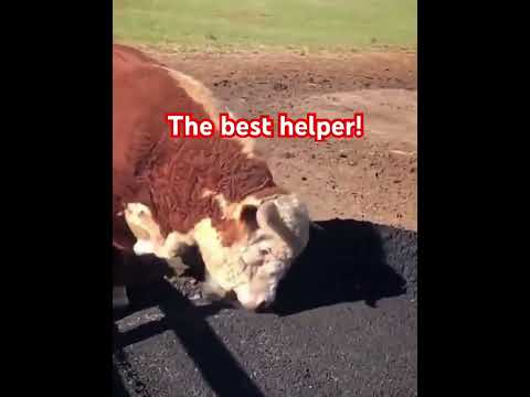 Best helper on the ranch!￼