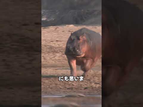お母さんカバのリベンジ