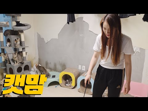 고양이 95마리와 썩어가는 원룸에서 사는 여자