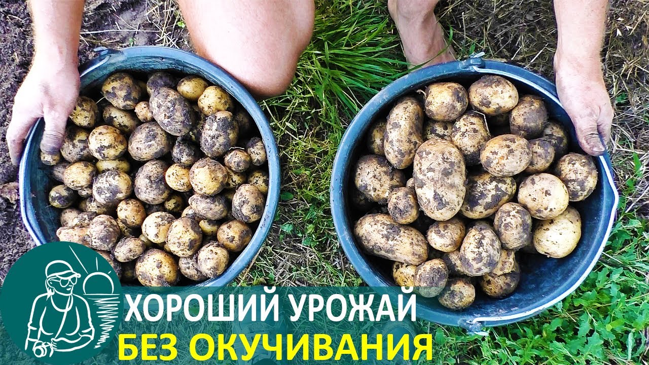Урожай раннего картофеля без перекопки и окучивания выращивание картофеля по технологии гордеевых