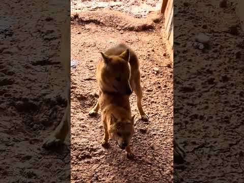 Dog love