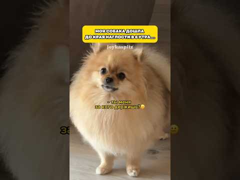 Да как это понимать?! #шпиц #померанскийшпиц #шпицмини #собаки #смешноевидео #животные #шпицы #pets