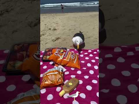 The Wicked Seagull#funnyvideos #animals #interesting #cute #seagull #usa🇺🇸 #foryou