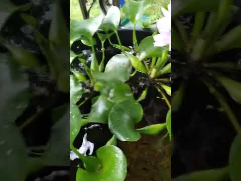 Santa Maria endler pond Blooming Water Hyacinth in 