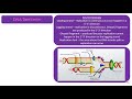 DNA Structure and Replication Concepts